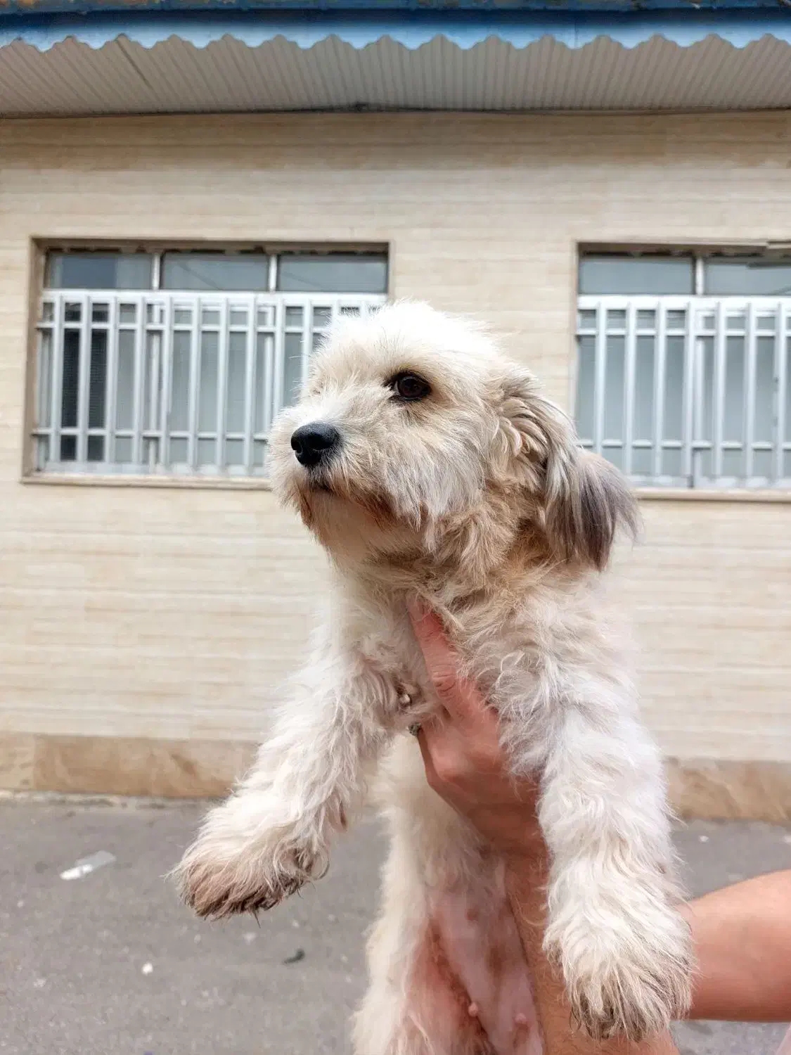 تریر ماده با سابقه زایمان موفق|سگ|لاهیجان, پردسر|دیوار