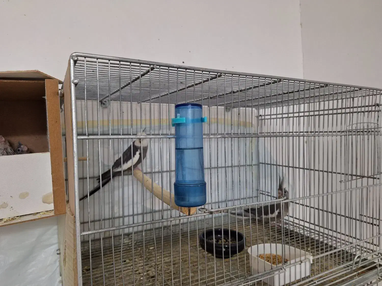 جفت عروس وایت فیس با جوجه|پرنده|قم, بلوار امین و ساحلی|دیوار