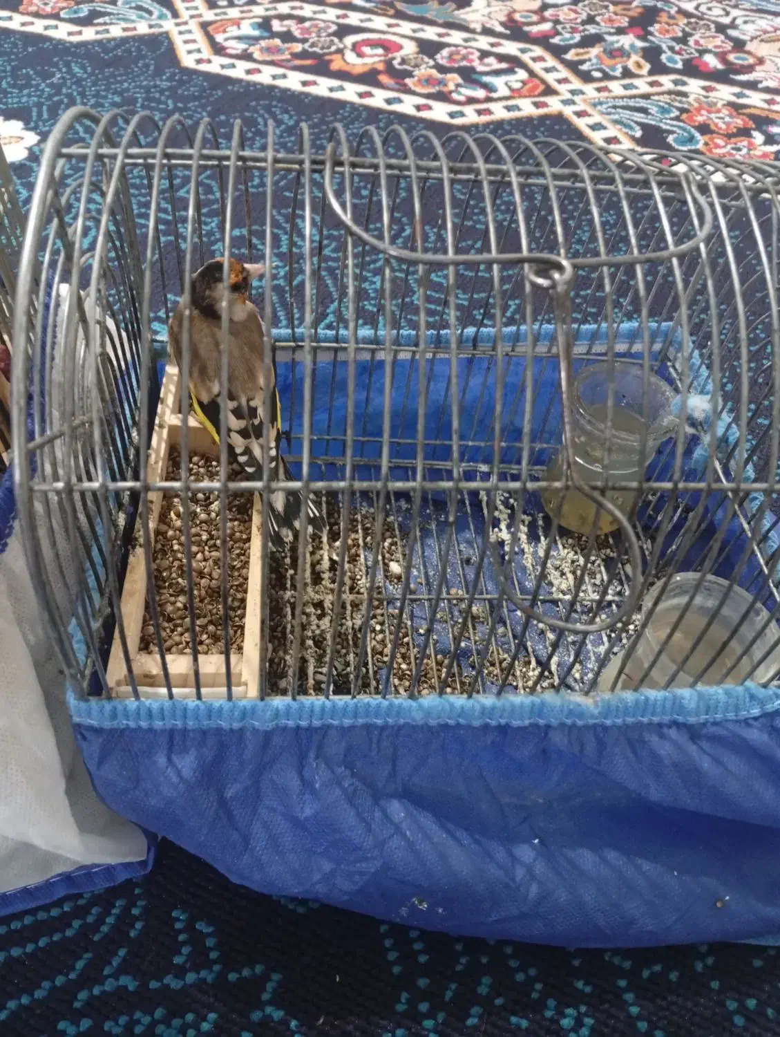 چنتا سهره دورگ دشتکی به شرط|پرنده|شیراز, کوشک میدان|دیوار