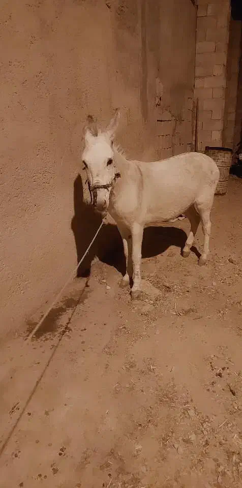 الاغ ماده باری سواری|حیوانات مزرعه|سیدان, |دیوار