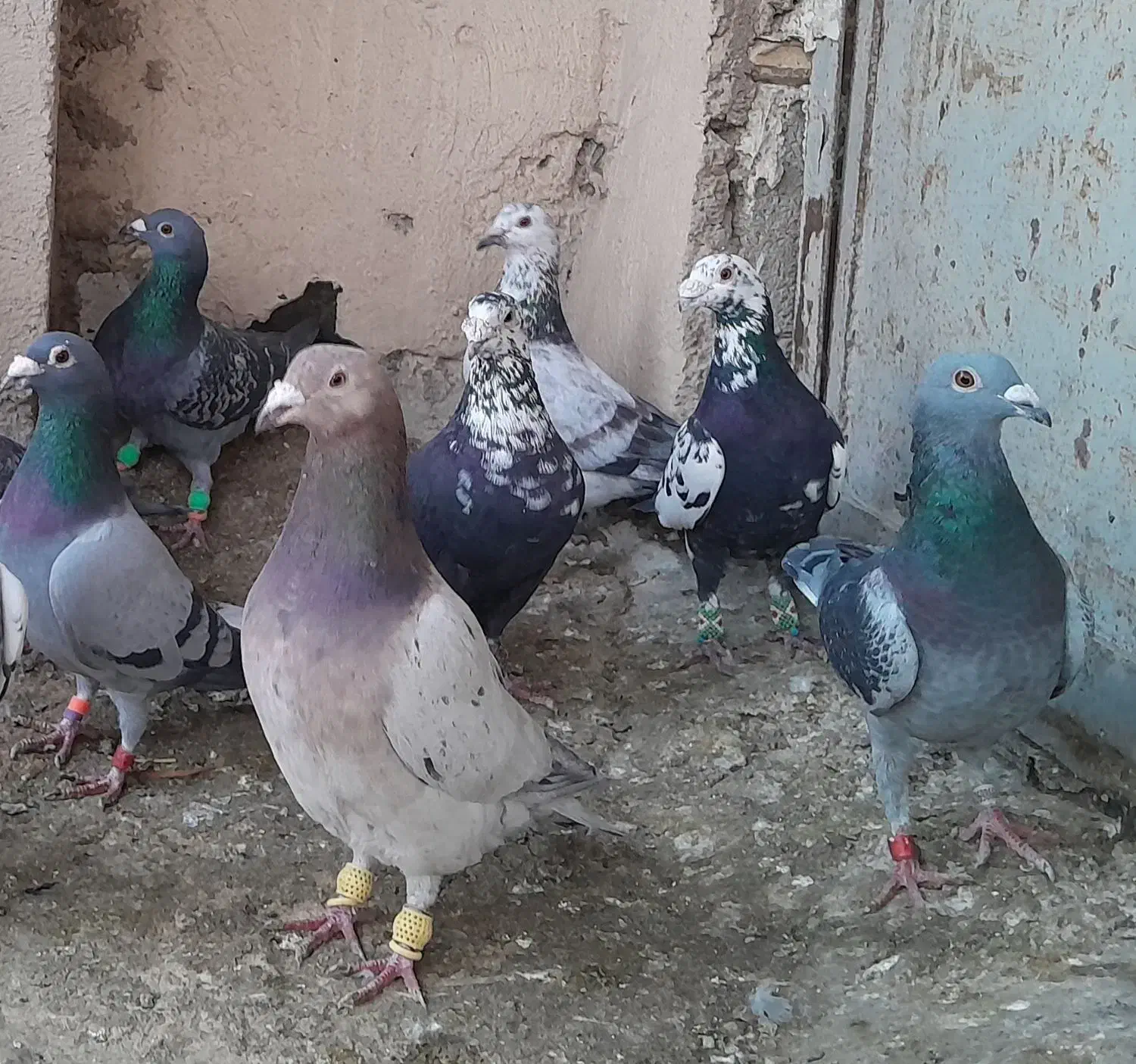 گرفتنی|پرنده|شیراز, کوشک میدان|دیوار