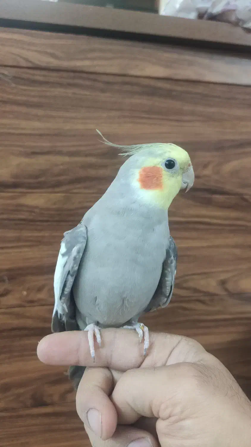 عروس و کوتوله|پرنده|مشهد, توس (بلوار توس)|دیوار