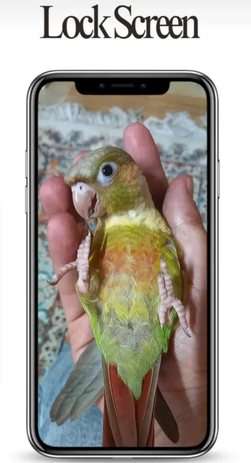 گرینچیک|پرنده|فردیس, داوری|دیوار