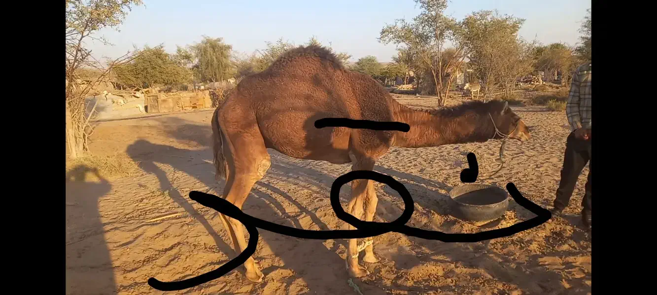 انواع شتر نقد|حیوانات مزرعه|بندرعباس, |دیوار