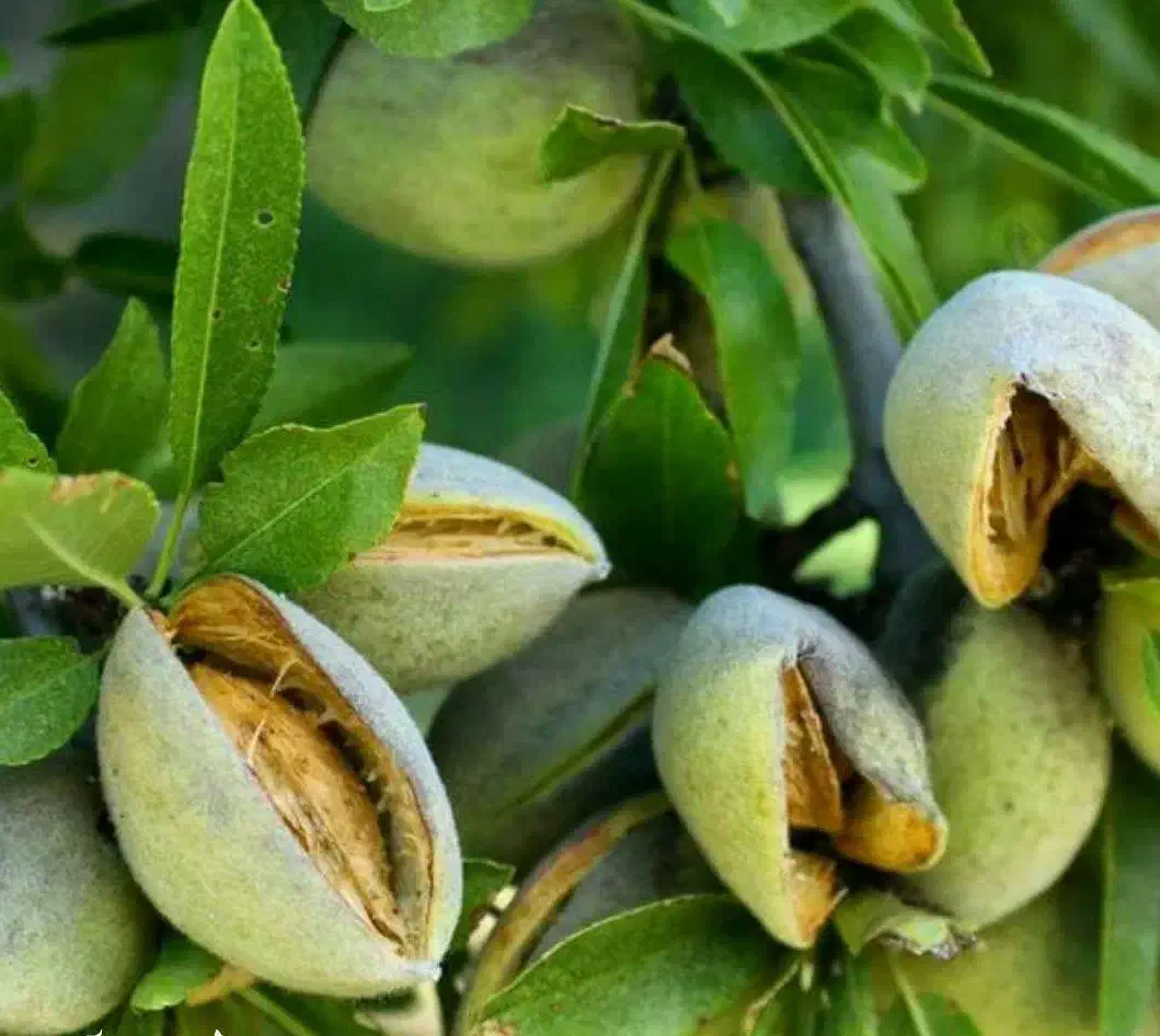 توزیع نهال بادام اسکندر یکساله فقط۵۰ تومان|خدمات باغبانی و درختکاری|رستمکلا, |دیوار