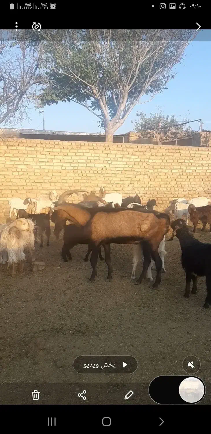 تکه مورسیاه درجه یک جوان|حیوانات مزرعه|تربت‌حیدریه, پائین ولایت|دیوار