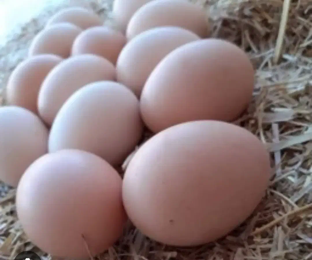 مرغ و جوجه و خروس نژاد کوشین|حیوانات مزرعه|گرگان, |دیوار