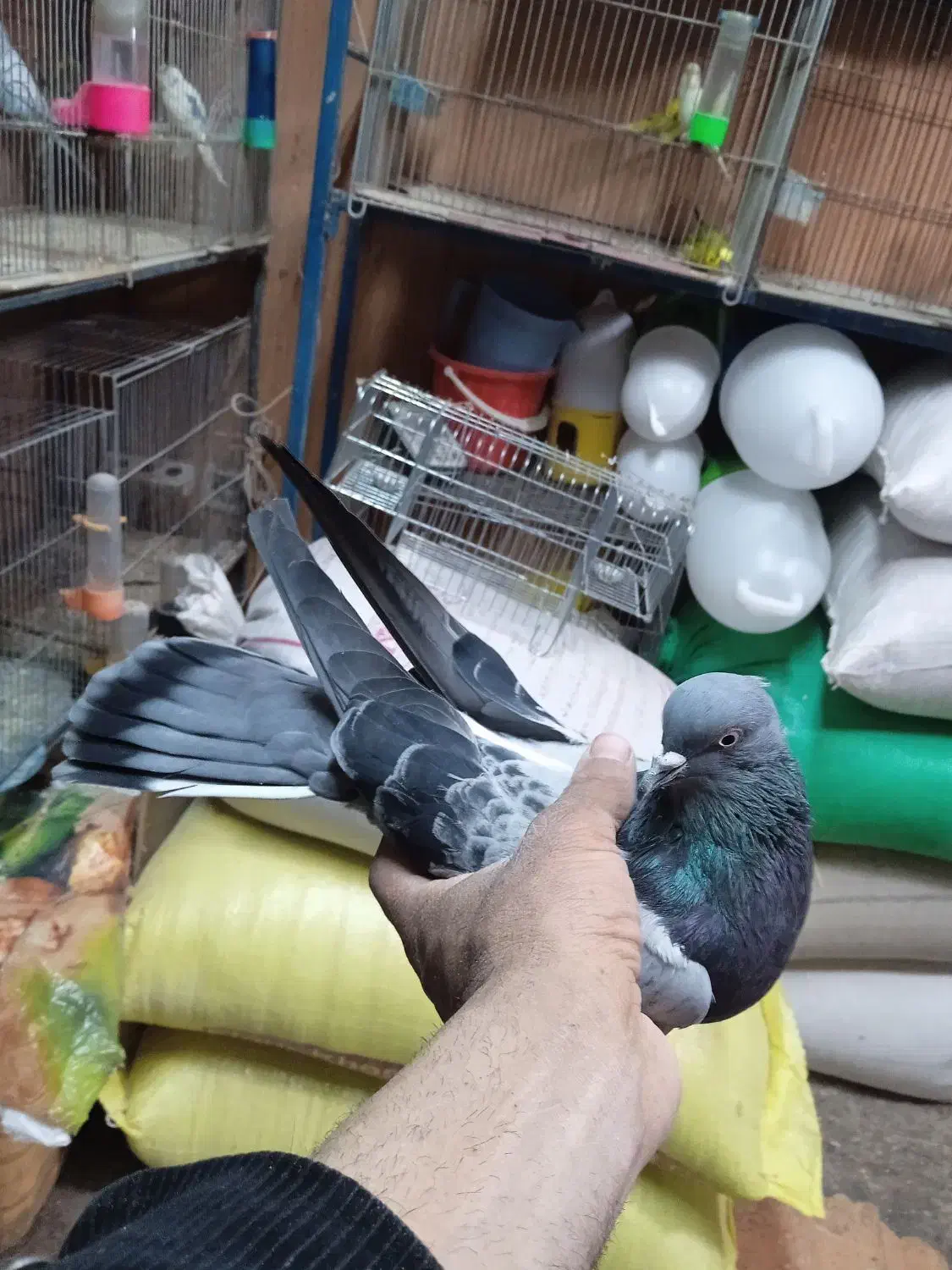 حدود40عدد*کفتر‌‌شهرکردی*پرنده‌سرای‌عیدی*|پرنده|شهرکرد, |دیوار