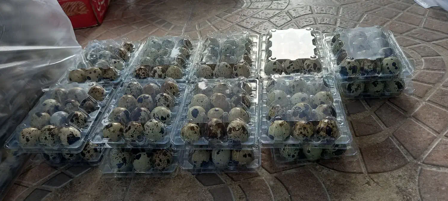 تخم بلدرچین خوراکی|خوردنی و آشامیدنی|خمام, |دیوار