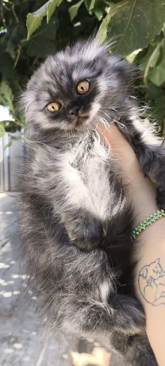 توله گربه نژاددار|گربه|شیراز, تندگویان|دیوار