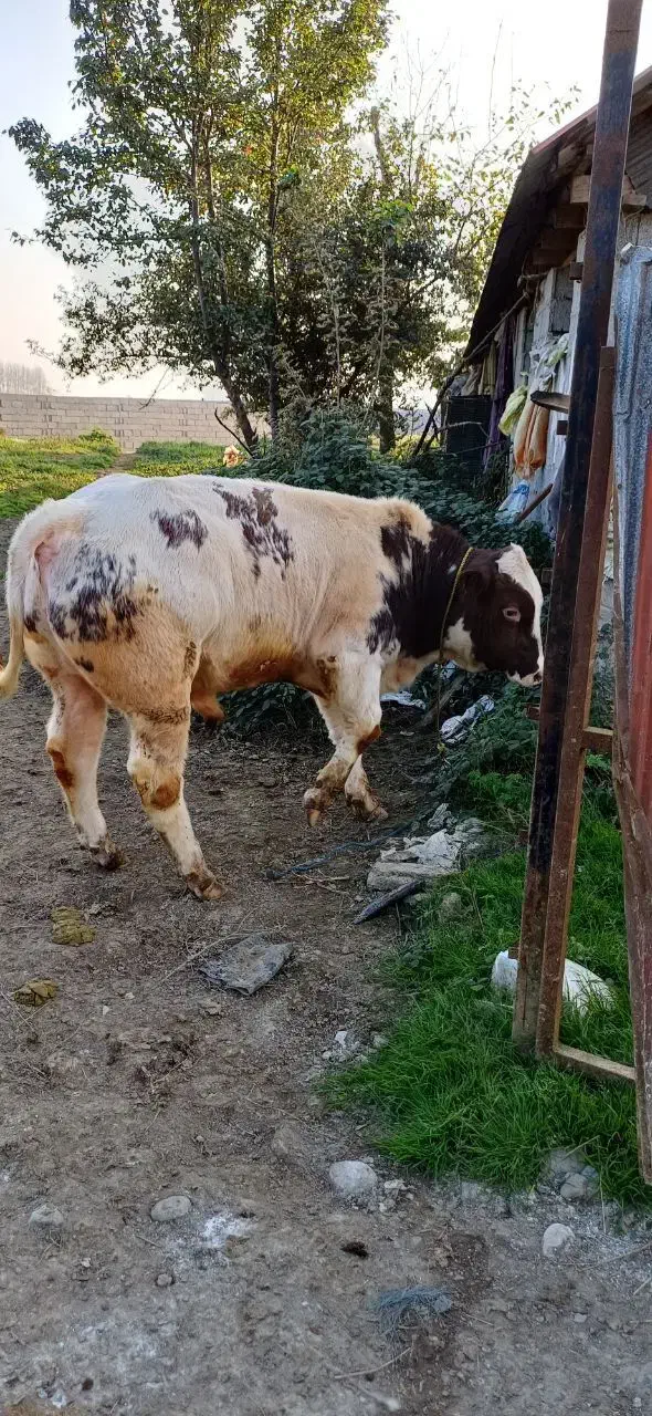 گوساله بلژیکی|حیوانات مزرعه|اشتهارد, |دیوار