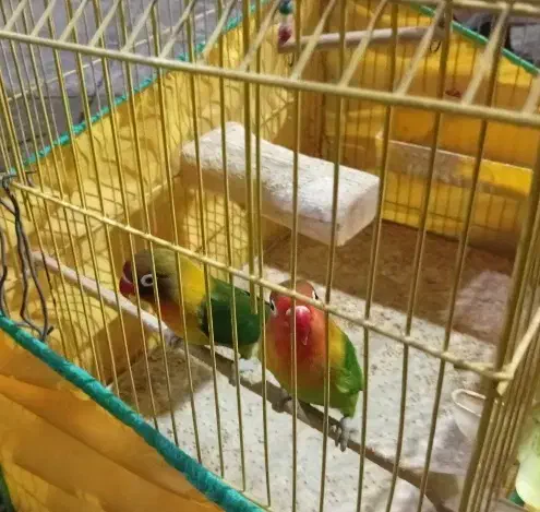 طوطی برزیلی|پرنده|ری, شهادت|دیوار