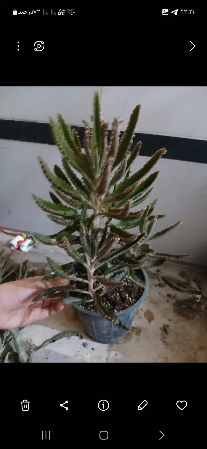 چهار ده عدد گل فقط ۴۵۰ هزار|گل و گیاه طبیعی|نسیمشهر, |دیوار