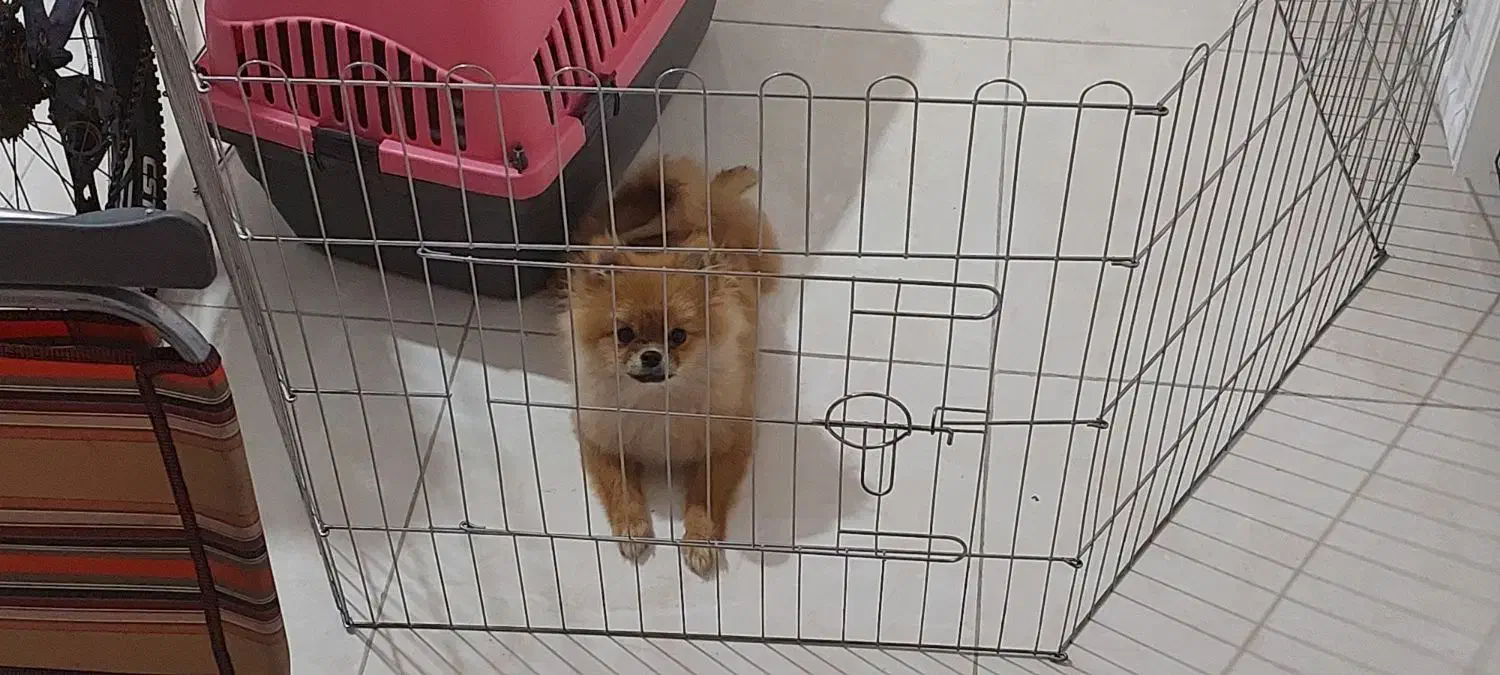 پامر خرسی عروسکی|سگ|شیراز, شهرک رضوان|دیوار