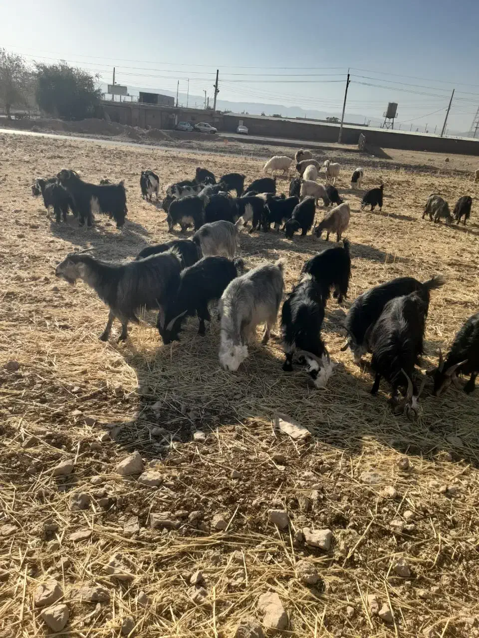 ۴۸راس بز ۸راس زایده ۴راس تیشتر نر|حیوانات مزرعه|ایذه, |دیوار