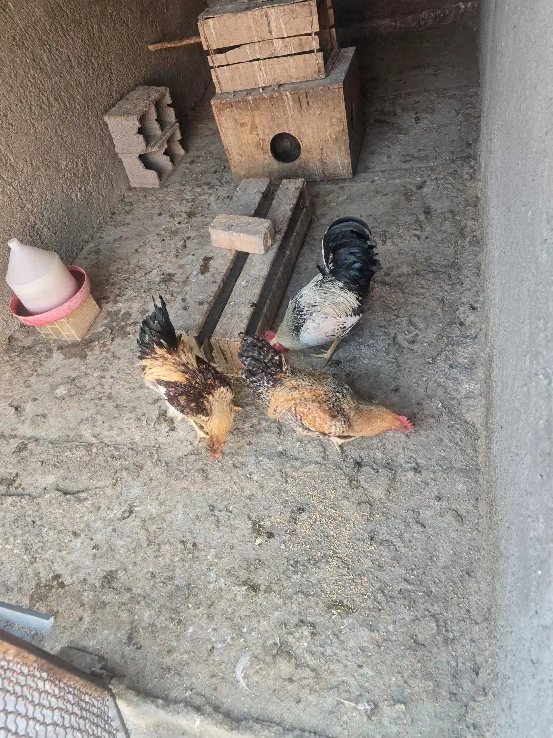 مرغ و خروس و نیمچه|حیوانات مزرعه|خمینیشهر, |دیوار