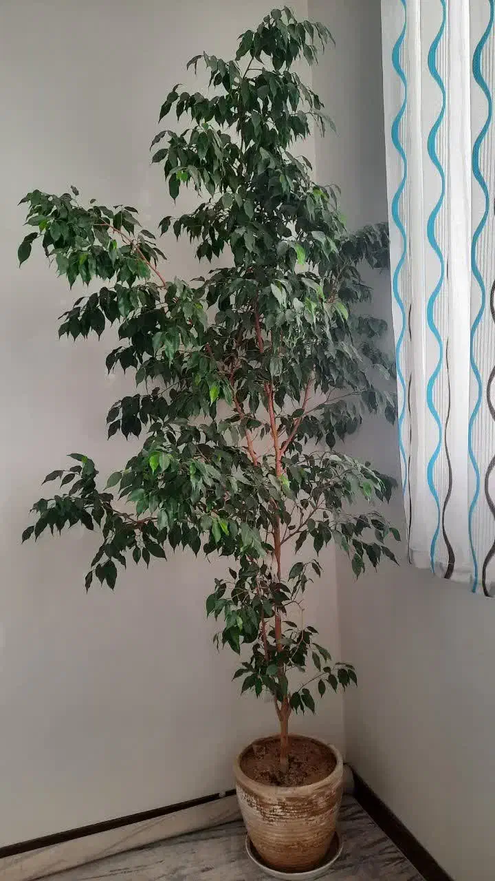 بنجامین ۱۲ ساله سرحال|گل و گیاه طبیعی|تهران, افسریه شمالی|دیوار