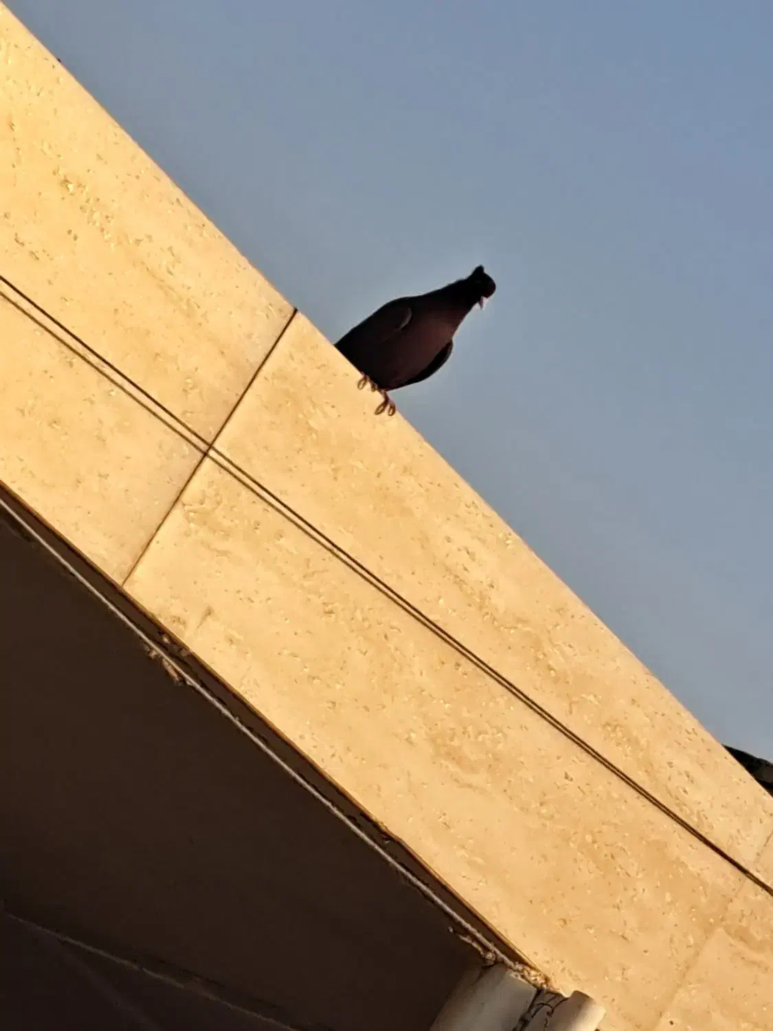 ماده|حیوانات|امیدیه, |دیوار