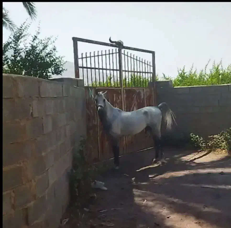 اسب|اسب و تجهیزات اسبسواری|کازرون, |دیوار