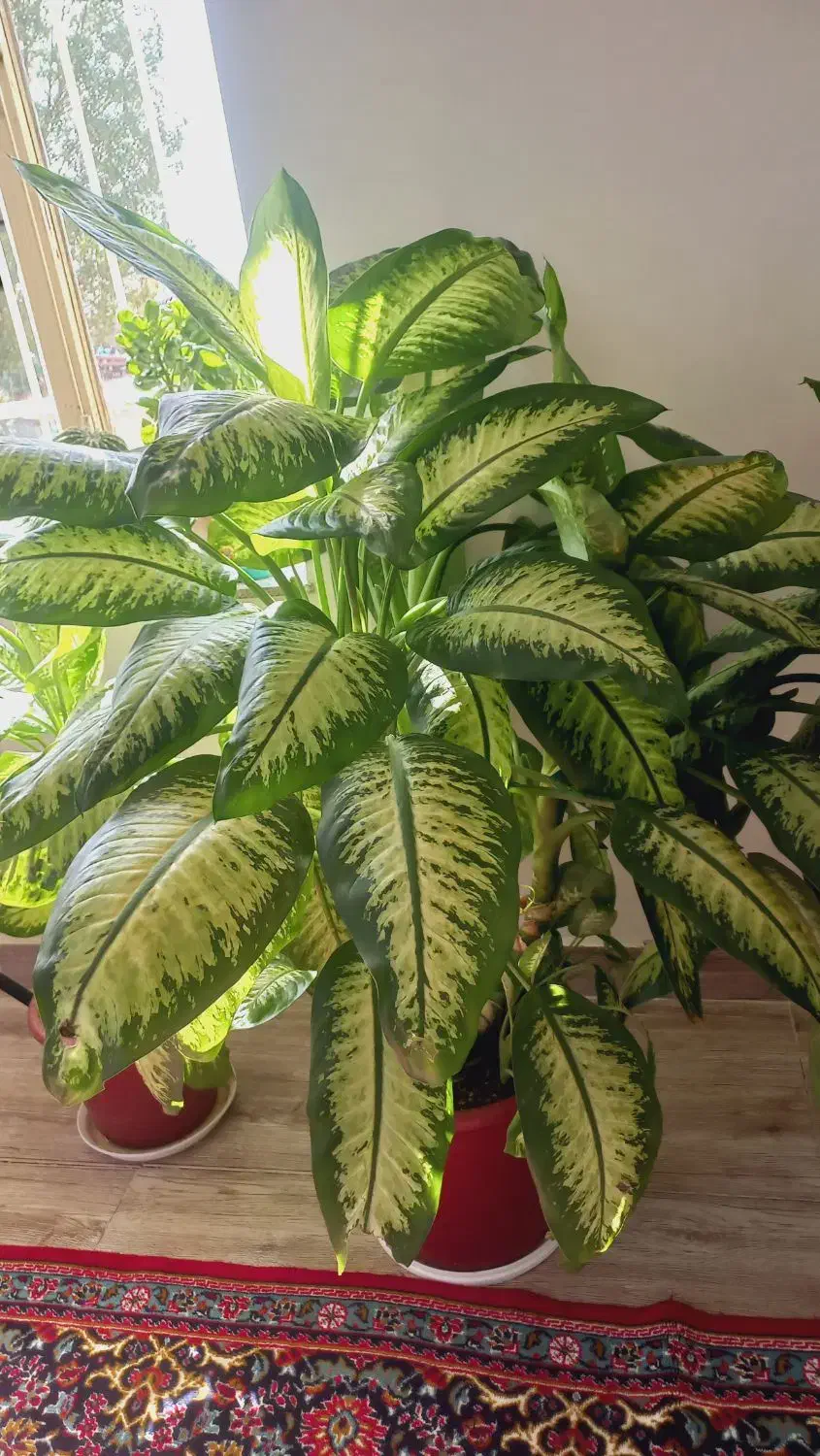 گل دیفن|گل و گیاه طبیعی|کوزران, |دیوار