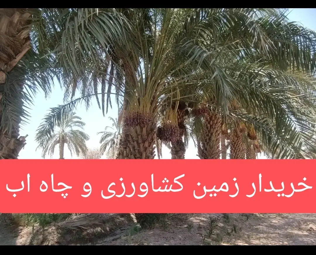 زمین کشاورزی  هرس نخل|خدمات باغبانی و درختکاری|میرجاوه, |دیوار