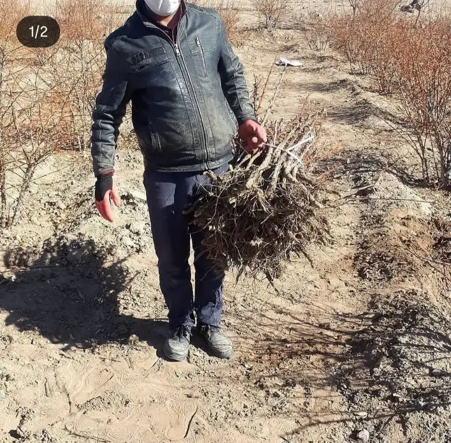 فروش نهال زرشک از تولید کننده نه دلال|خدمات باغبانی و درختکاری|سده (خراسان جنوبی), |دیوار