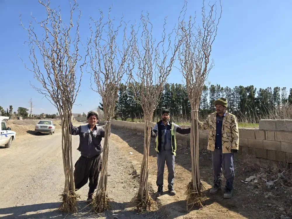 توت فر پیوندی|گل و گیاه طبیعی|کرمان, |دیوار