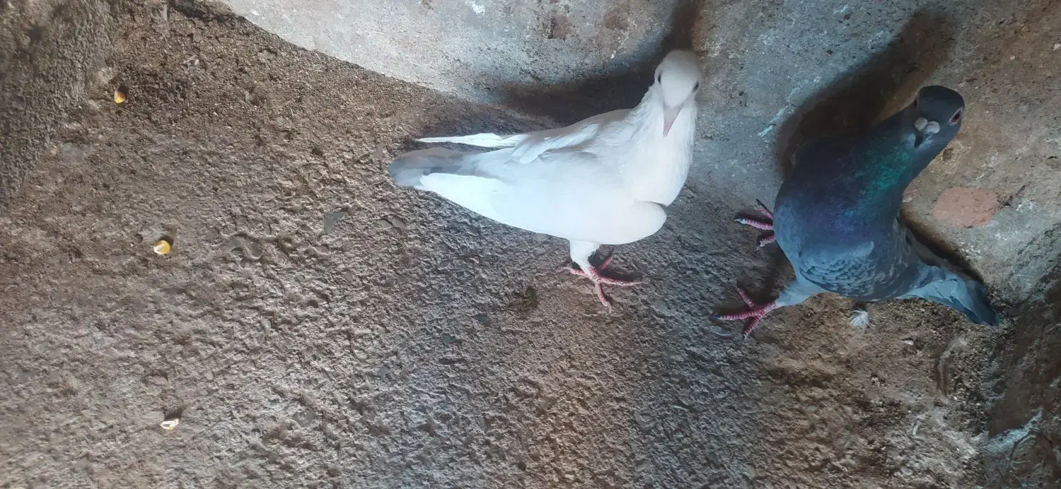 کفتر آلمانی|پرنده|اسلامیه, |دیوار