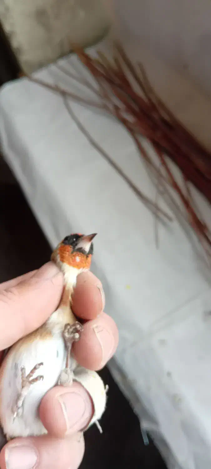 سره نر دوتا خال چونه  داره قد قواره دار|پرنده|صوفیان, |دیوار