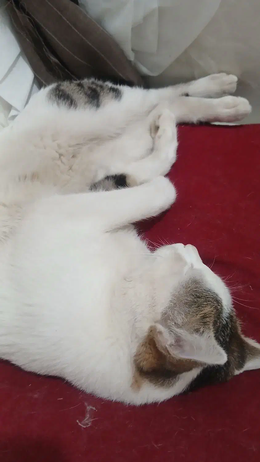 گربه ملوس|گربه|آبیک, |دیوار