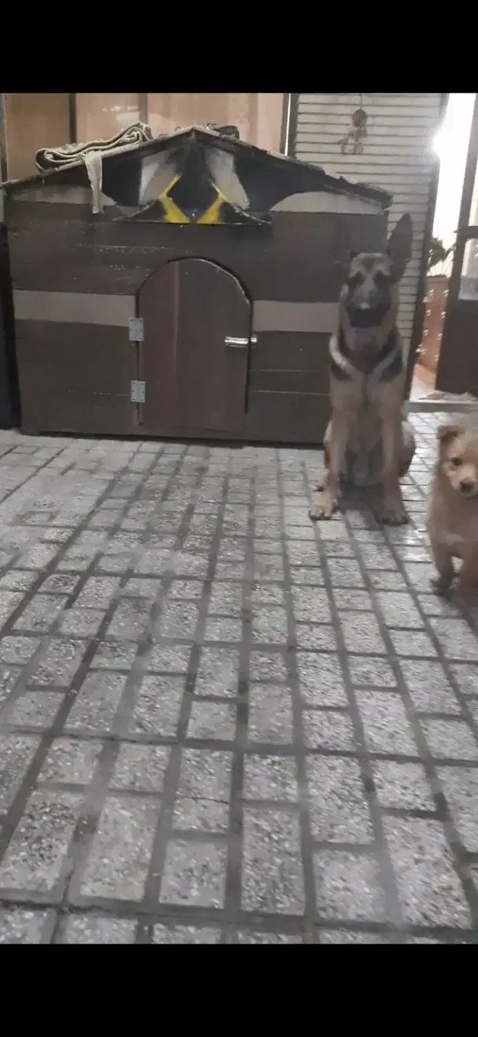 کلبه بزرگ سگ|لوازم جانبی حیوانات|مشهد, شهید رضوی|دیوار