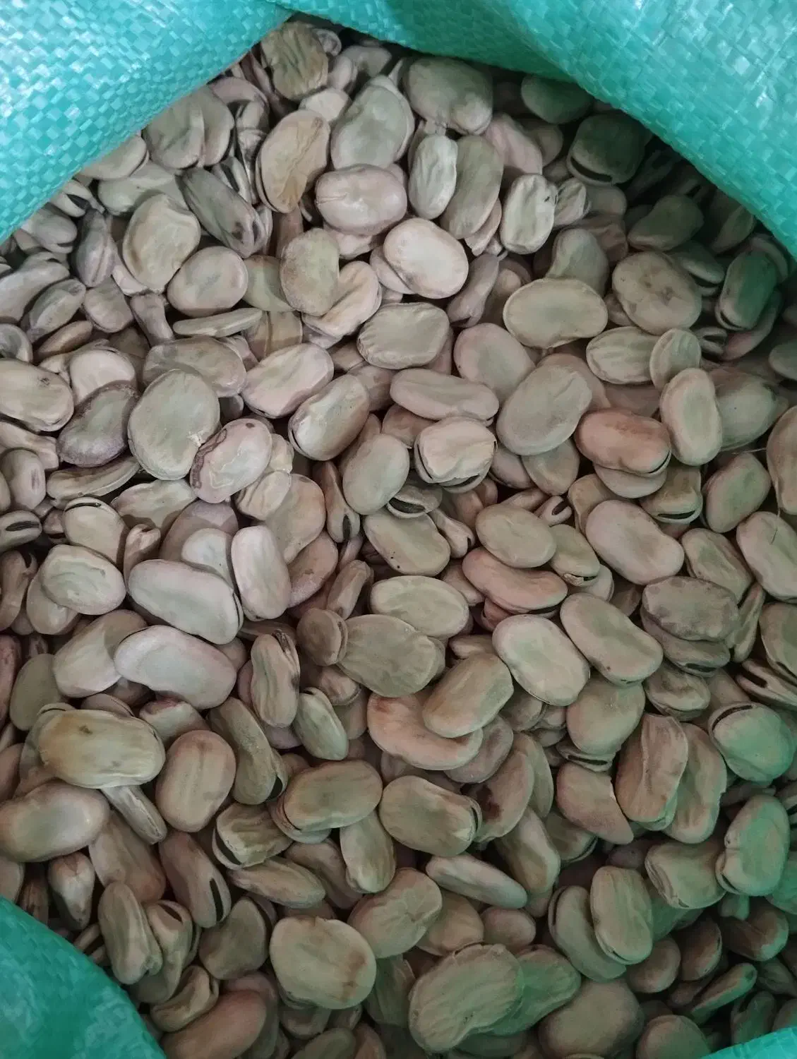 باقلا خشک سه بند سوری|خوردنی و آشامیدنی|بهشهر, |دیوار