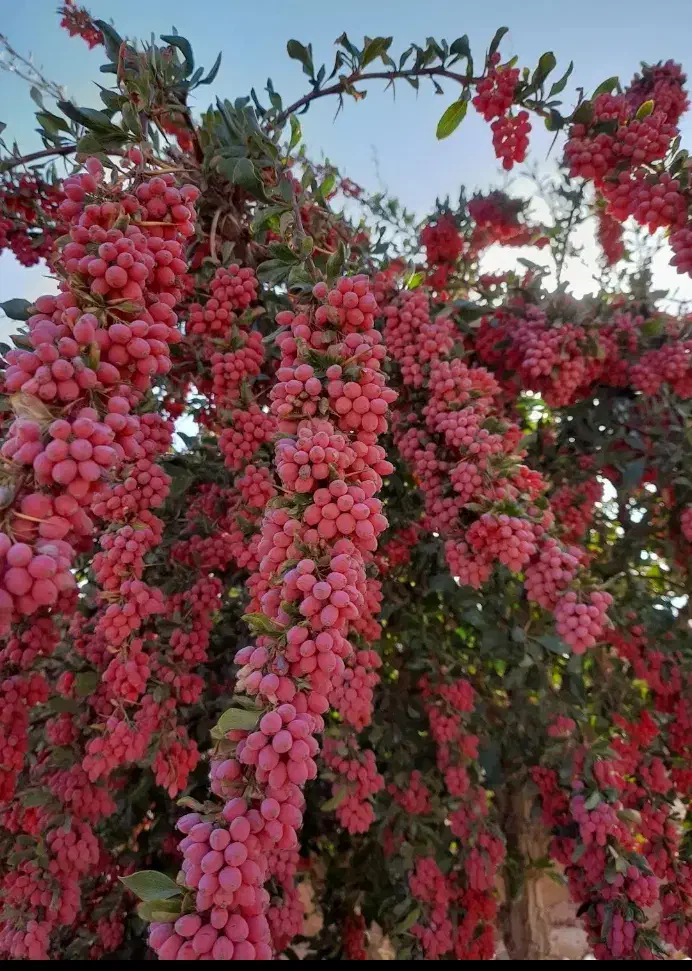 زرشک تازه|خوردنی و آشامیدنی|قهستان, |دیوار