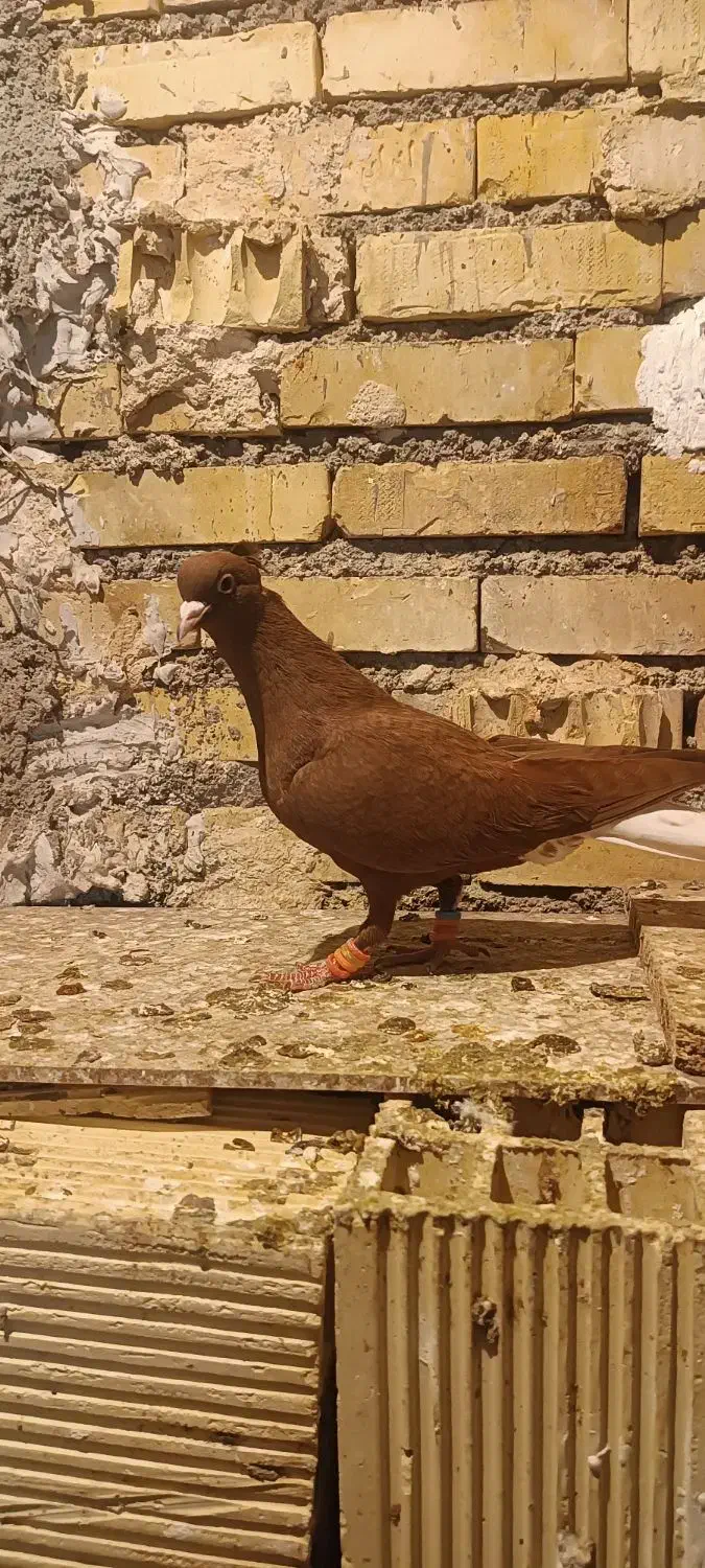 ماده دمسفید|پرنده|شوشتر, |دیوار