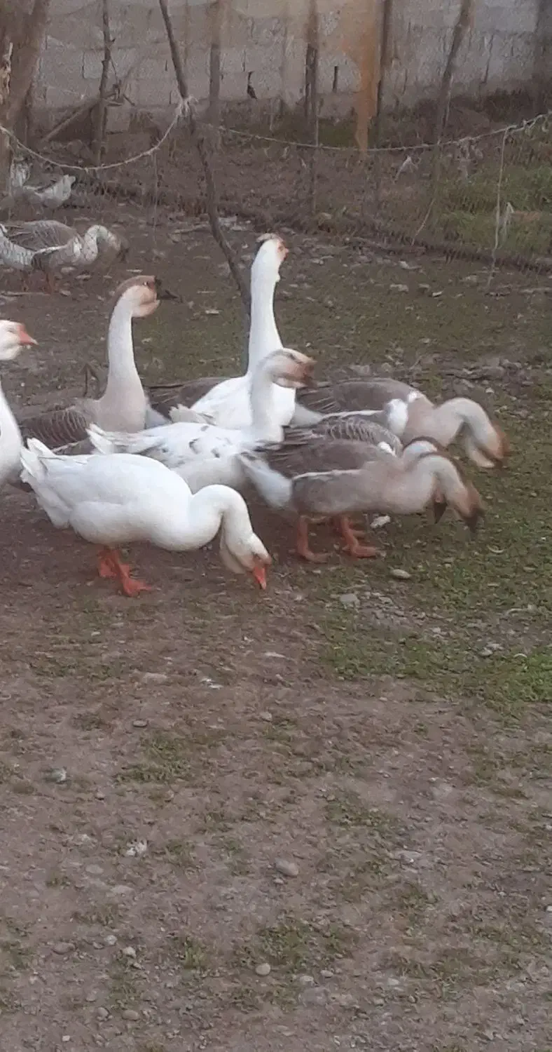 قو غاز|حیوانات مزرعه|احمدسرگوراب, |دیوار