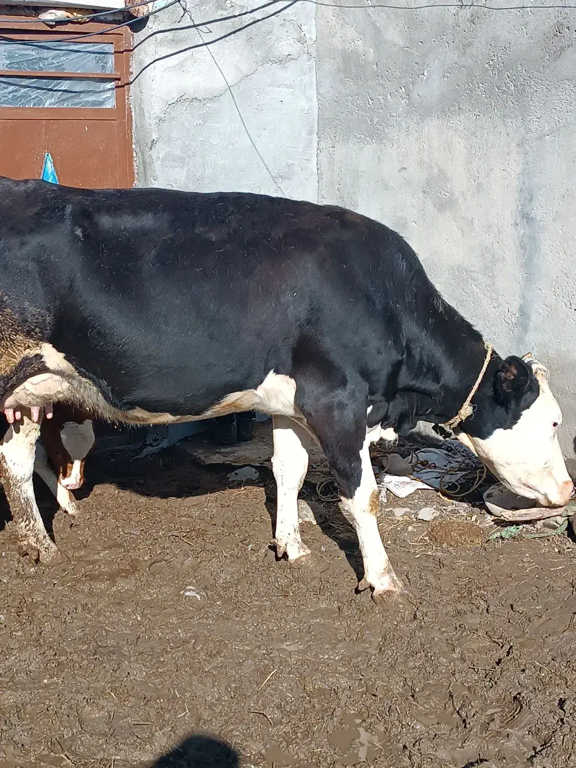 گاو سمنتال پرشیر|حیوانات مزرعه|هشترود, |دیوار