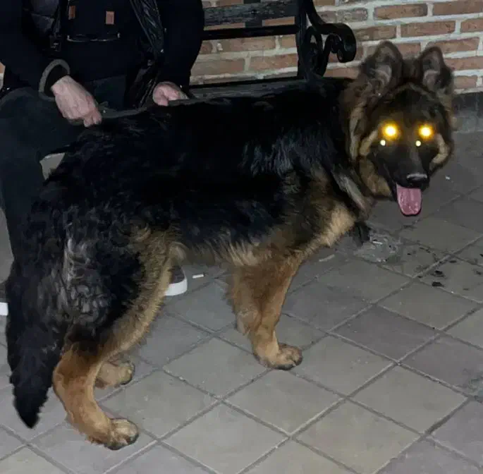 واگذاری ژرمن شپرد شولاین نر|سگ|اردبیل, |دیوار