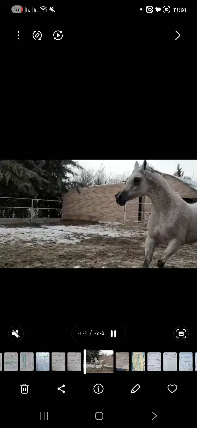 اسب عرب دو سر واردات تولید لهستان|اسب و تجهیزات اسب‌سواری|تهران, شهرک آپادانا|دیوار