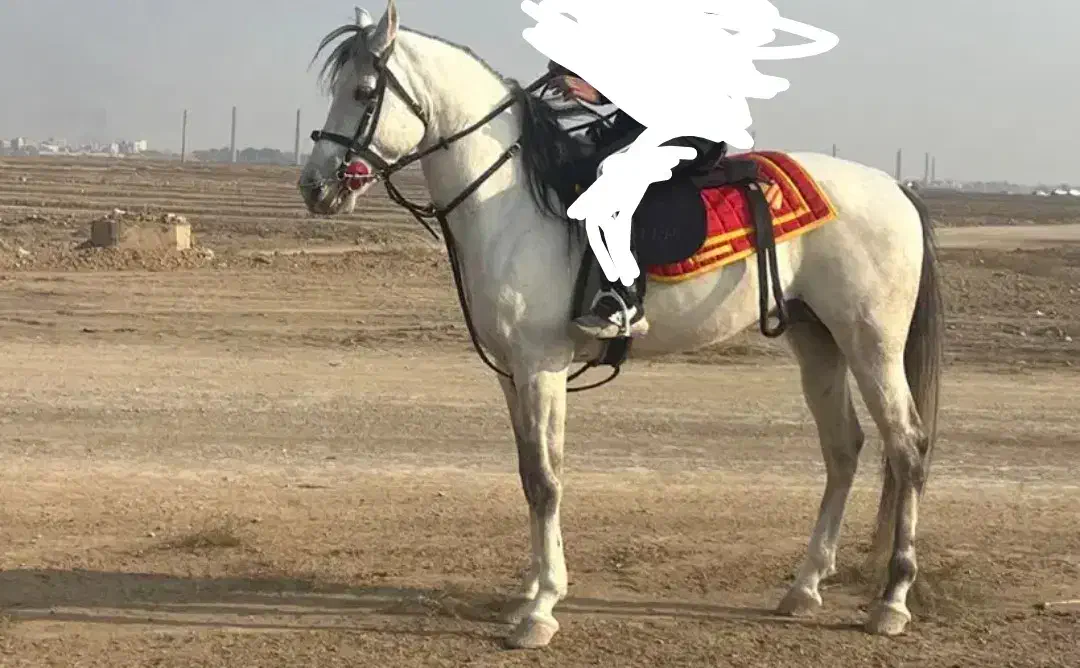 اسب ترکمن 5ساله|اسب و تجهیزات اسب‌سواری|مشهد, الهیه|دیوار