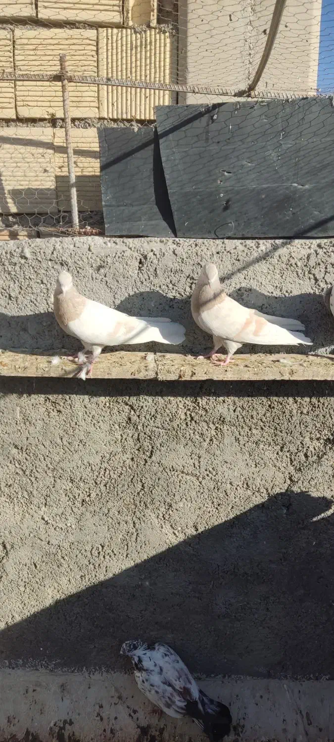 فروش ب دلیل جابجایی|پرنده|فولادشهر, A6|دیوار