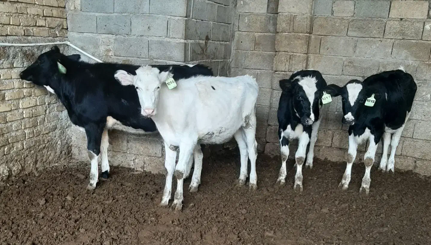 گاو گوساله تلیسه|حیوانات مزرعه|مرودشت, رامجرد یک|دیوار