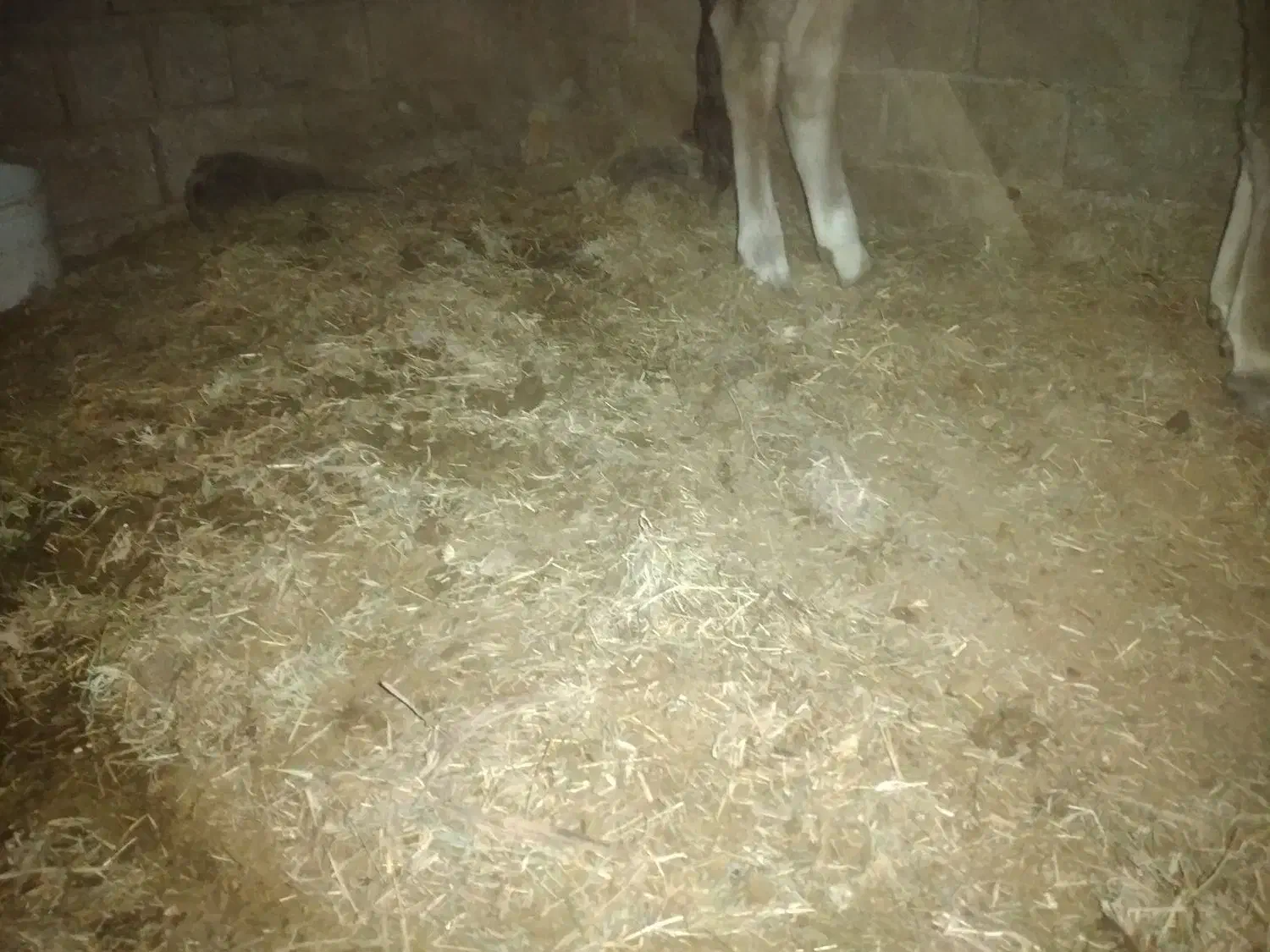 کود گاوی گوسفندی|گل و گیاه طبیعی|بم, |دیوار