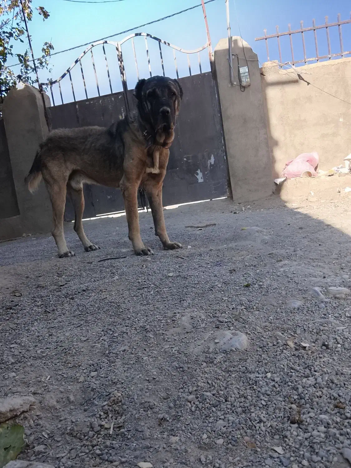 یک‌‌سگ‌سرابی ‌2یا3سال‌داره.بفرش‌می‌رسد|سگ|مشهد, تبادکان|دیوار