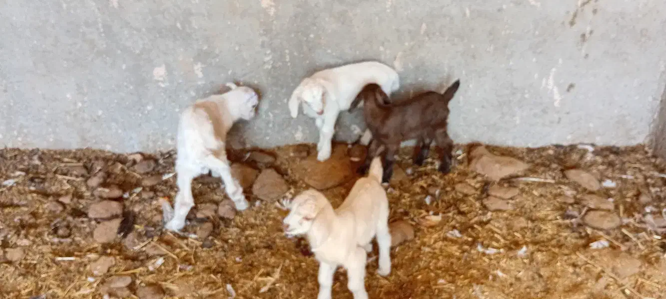 کهره بز|حیوانات مزرعه|اشکذر, |دیوار