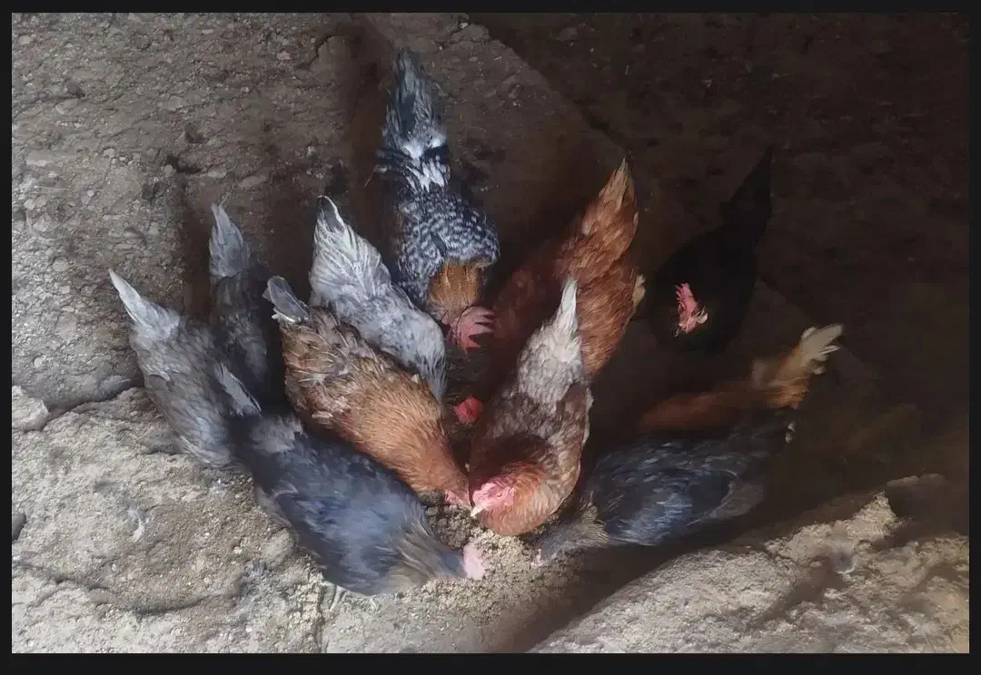 مرغ محلی|حیوانات مزرعه|گلمکان, |دیوار