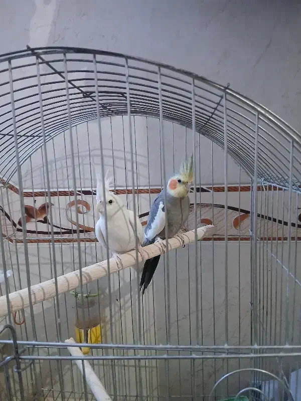 عروس هلندی|پرنده|صحنه, |دیوار