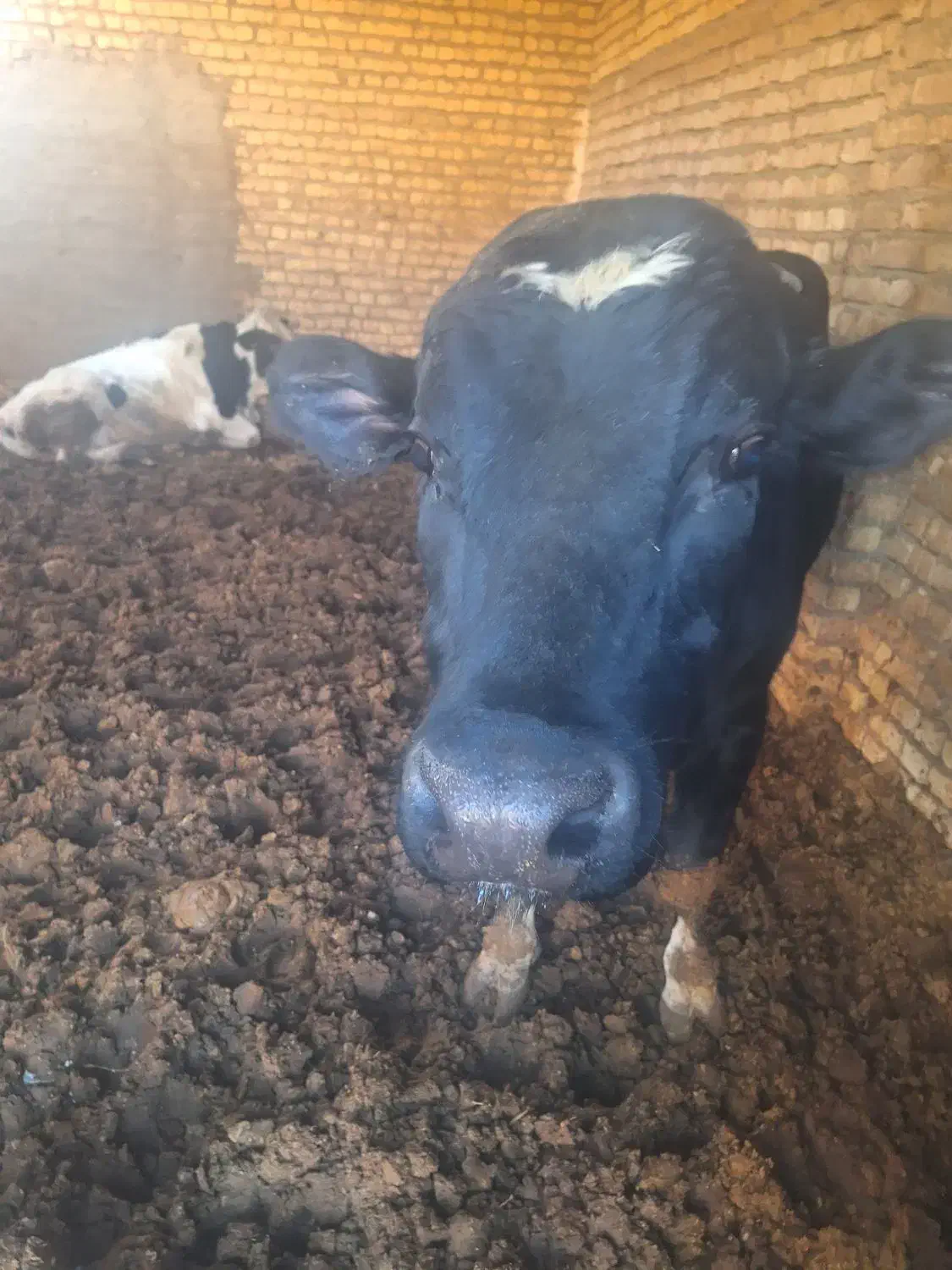 گوساله نر|حیوانات مزرعه|اسفراین, |دیوار