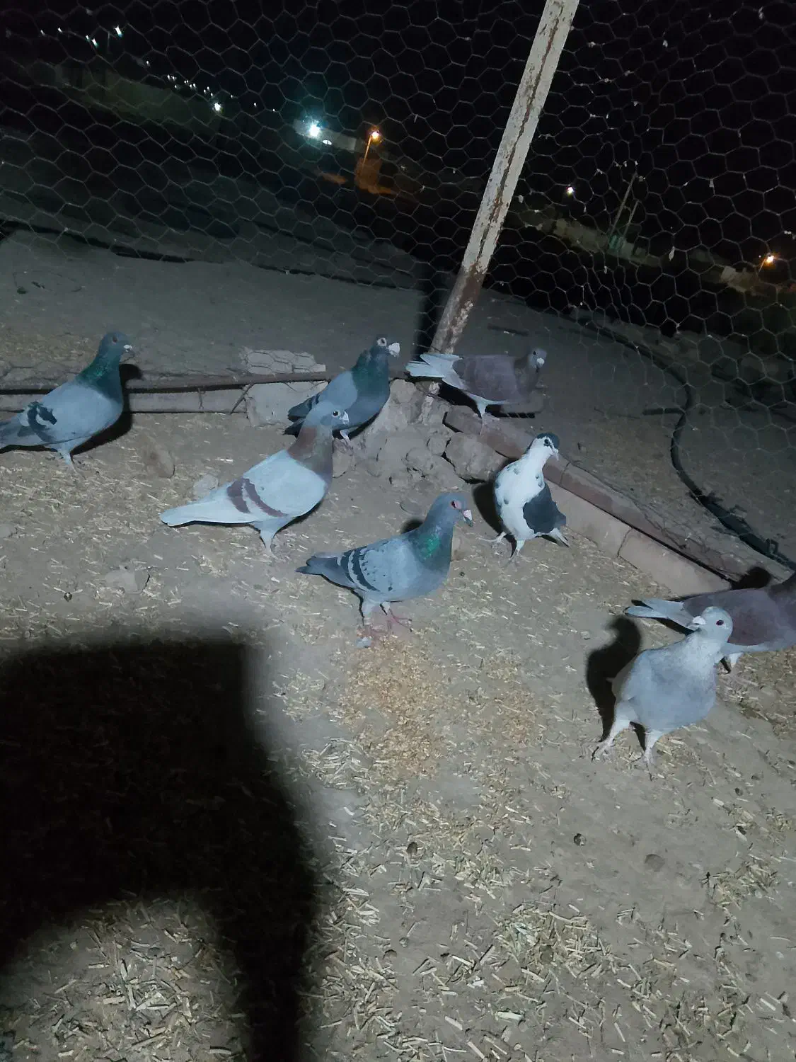 کبوتر|پرنده|جزنیک, |دیوار