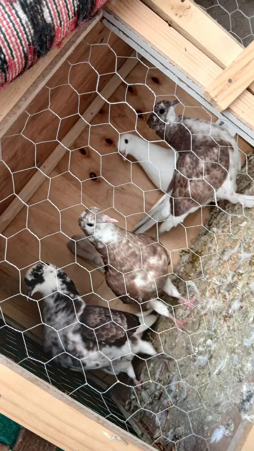 کفتر عطیقه پرشی درجه 1|پرنده|ری, عباس‌آباد|دیوار