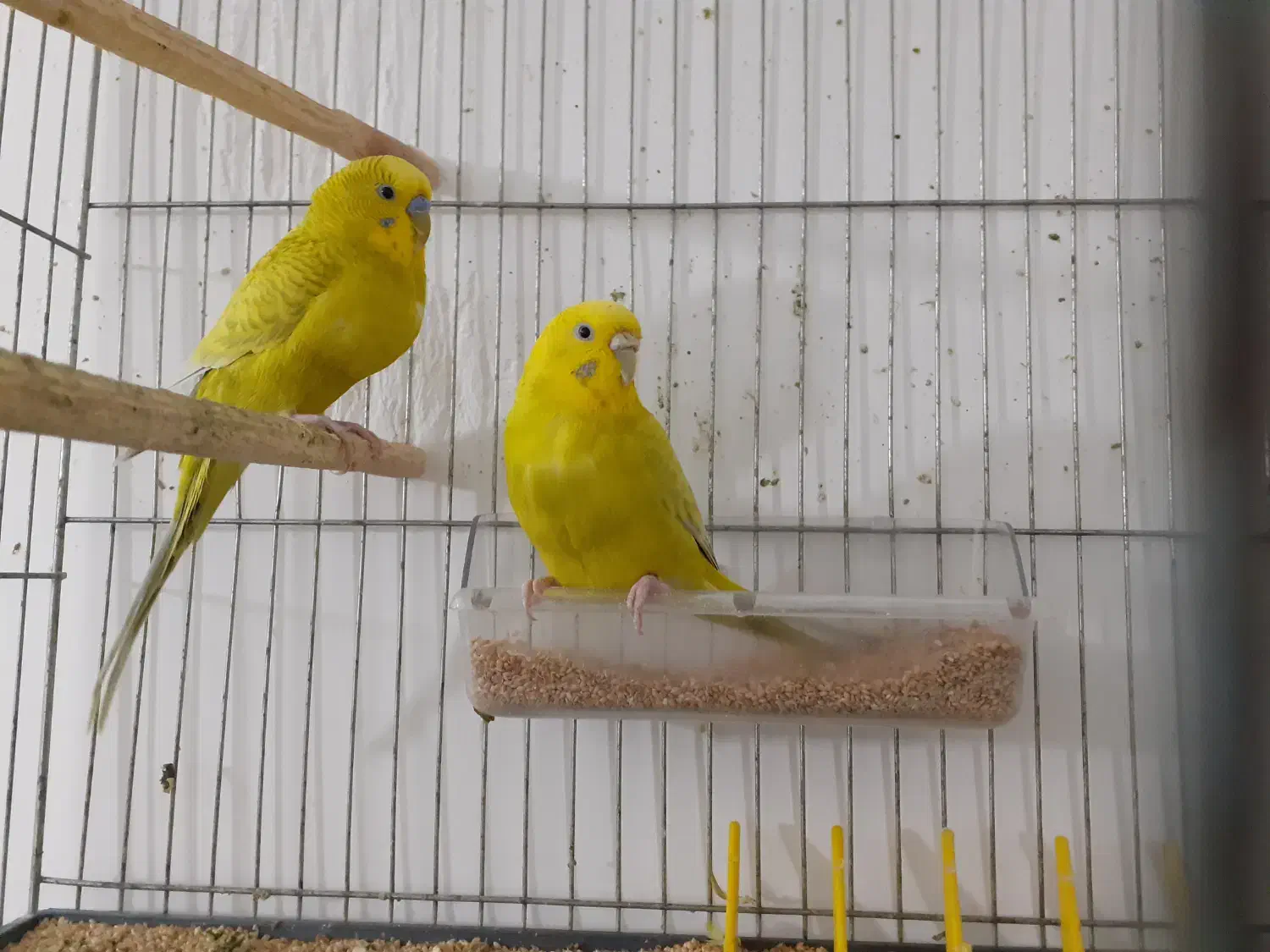 مرغ عشق|پرنده|قم, زنبیل آباد|دیوار